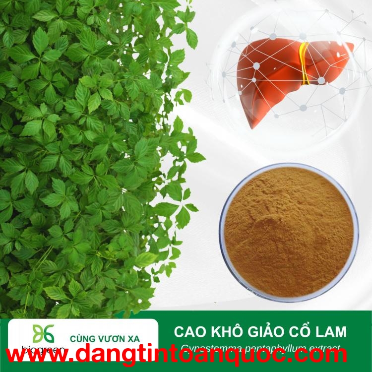 Cao khô giảo cổ lam - Hạ mỡ máu, ổn định huyết áp, bảo vệ gan