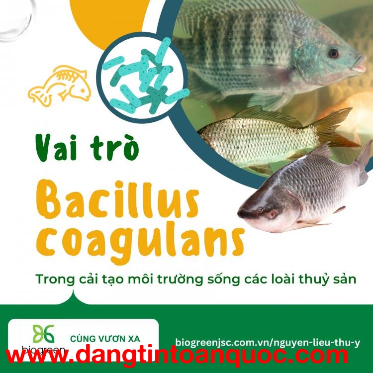 Cung cấp Bacillus coagulans cải tạo môi trường sống thủy sản