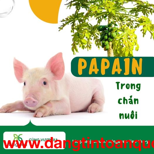 Papain có vai trò gì trong chăn nuôi và thủy sản