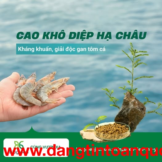 Cao khô diệp hạ châu - Kháng khuẩn, giải độc gan cho tôm cá