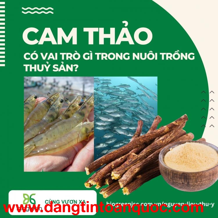 Vai trò của Cao khô Cam thảo trong nuôi trồng thủy sản