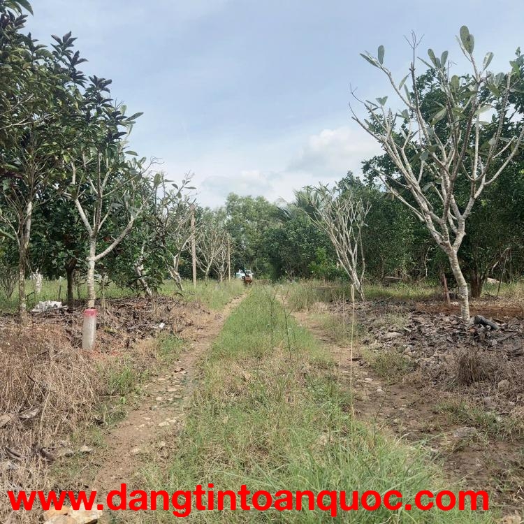 Đất vườn Diên Xuân - Diên Khánh - Khánh Hòa . Phù hợp xây farm