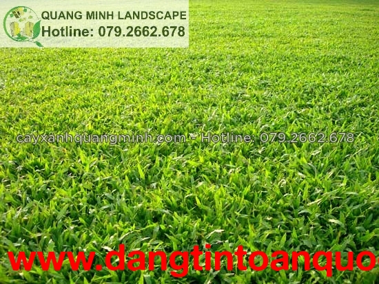 Trồng cỏ lá gừng quanh sân vườn ở HCM, Đồng Nai,Long An