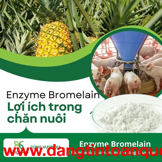 Cung cấp enzyme Bromelain tăng cường hấp thu dinh dưỡng cho vật nuôi