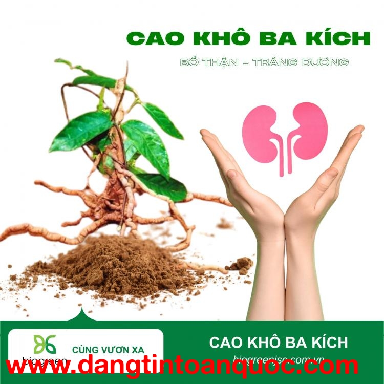 Cung cấp Cao khô ba kích – Bổ thận, tráng dương, mạnh gân cốt