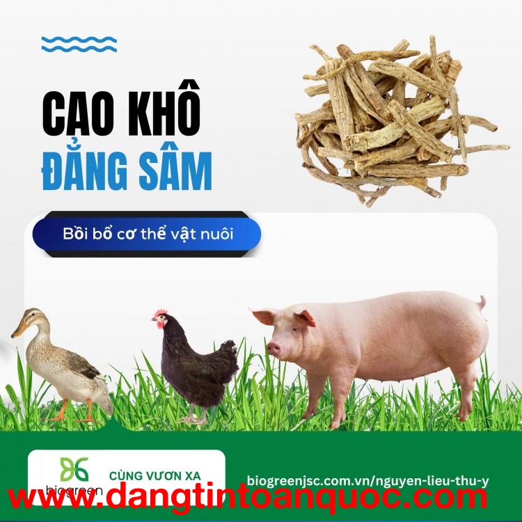 Cung cấp Cao khô đẳng sâm – Bồi bổ sức khoẻ vật nuôi