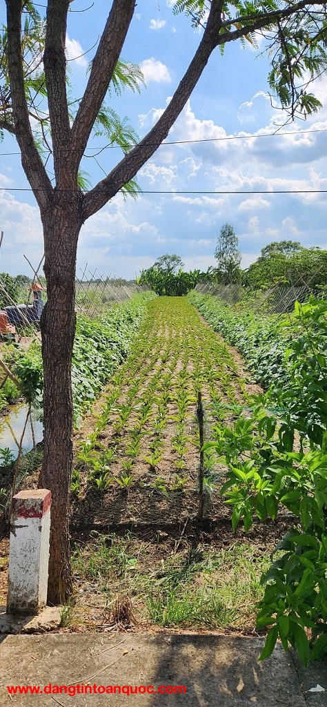 Chính Chủ Bán Gấp Lô Đất Trồng Cây Lâu Năm Xã Hưng Long - Bình Chánh - Hồ Chí Minh