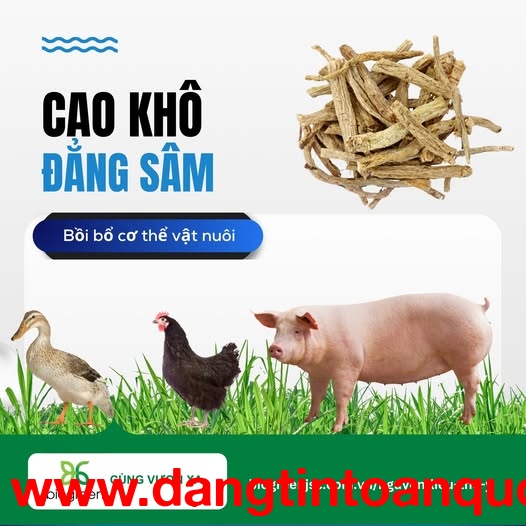 Cao khô đẳng sâm – Bồi bổ sức khoẻ vật nuôi