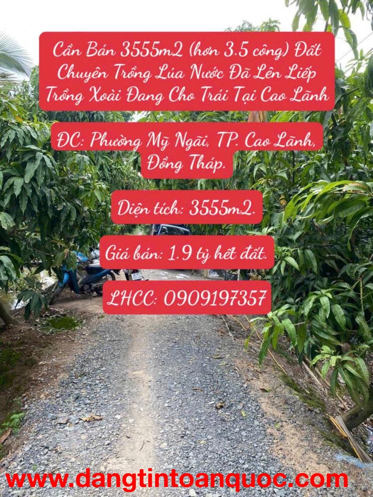 Bán 3555m2 (hơn 3.5 công) Đất Chuyên Trồng Lúa Nước Đã Lên Liếp Trồng Xoài Đang Cho Trái Cao Lãnh