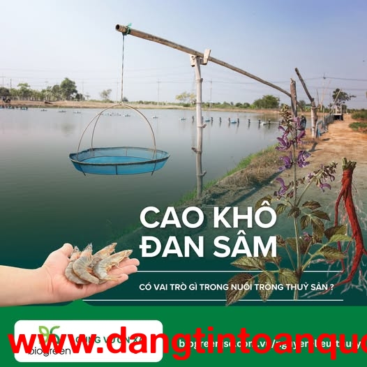 Cung cấp Cao khô Đan Sâm trong nuôi trồng thuỷ sản