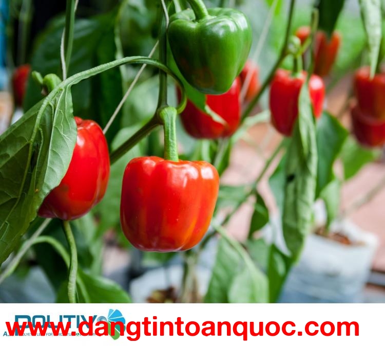 ĐỘT PHÁ Năng Suất Cùng Màng Nhà Kính Công Nghệ Cao của Israel