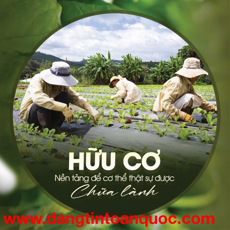 G.ORGANIC - Tiên Phong Thực Phẩm Hữu Cơ Chân Thật