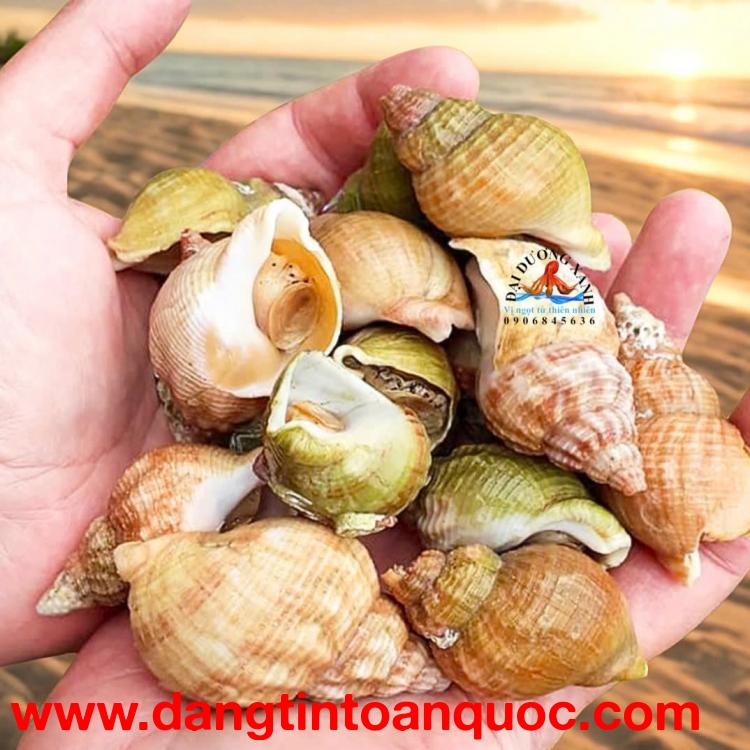 Mua ốc bulot ở đâu