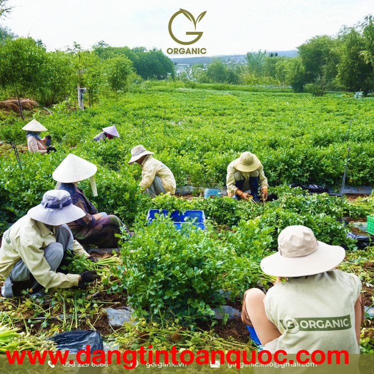 BỘT RAU CỦ HỮU CƠ G.ORGANIC - NẠP NĂNG LƯỢNG XANH MỖI NGÀY