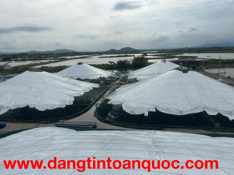 Nuôi tôm trong nhà kính - xu hướng làm giàu cho bà con 