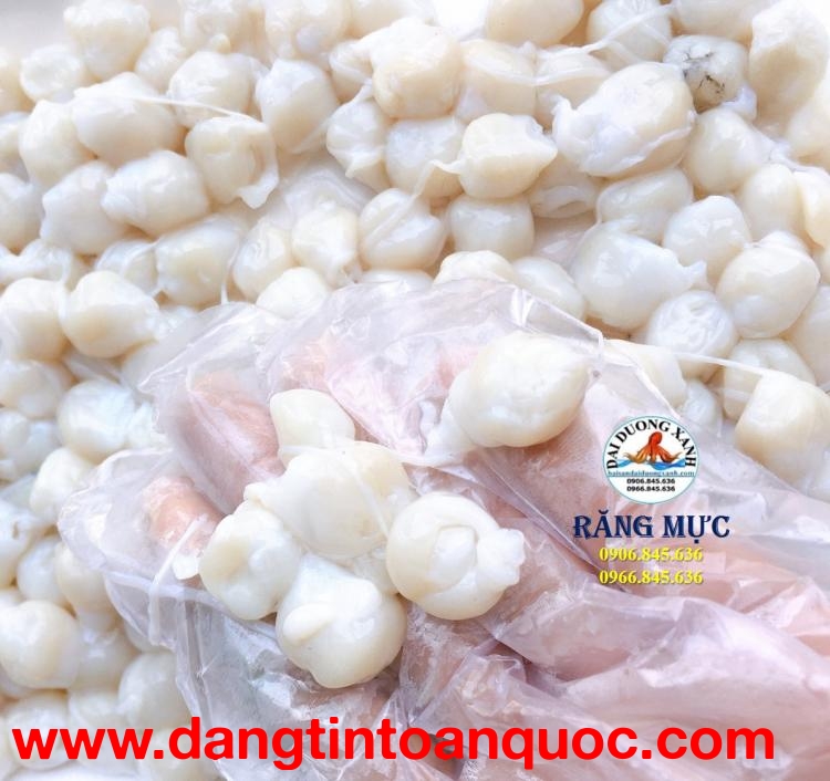 Răng Mực Có Ăn Được Không? Những Điều Nhiều Người Thắc Mắc