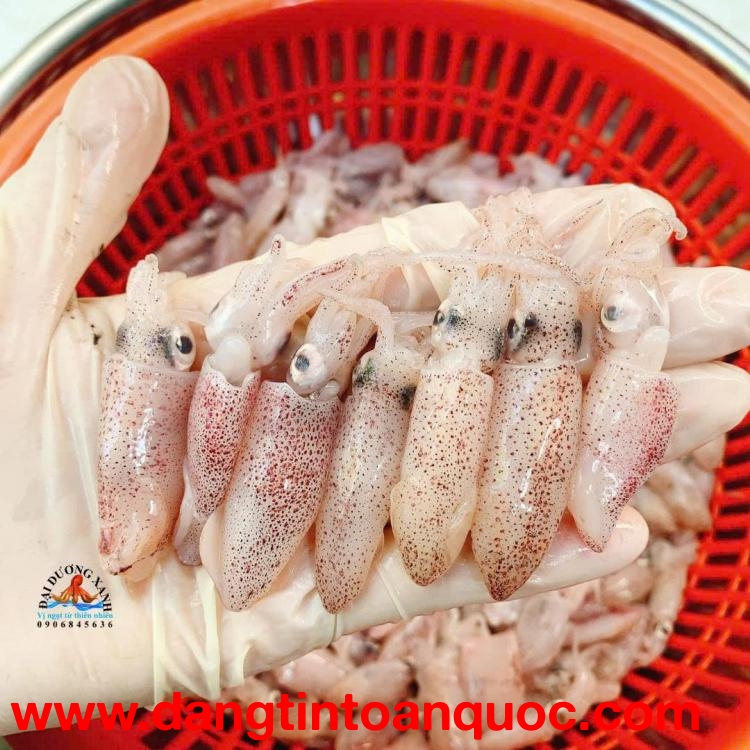 Cách Chọn Mực Sữa Tươi Ngon Cho Người Không Rành Hải Sản