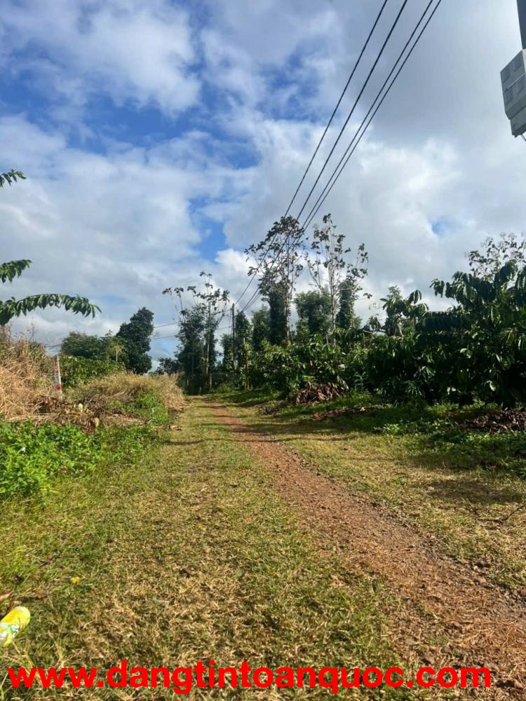 Ea Kiết- Cư Mgar dt 450m2 sẵn thổ cư đường oto tới đất đất full cà phê xen sầu riêng cho thu giá chỉ