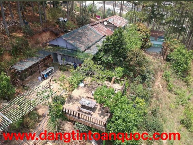 CHO THUÊ ĐẤT NÔNG NGHIỆP VIEW RỪNG THÔNG – P. CAM LY (P.5), ĐÀ LẠT