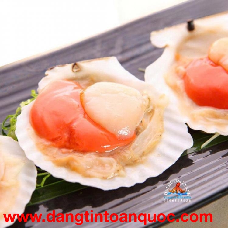 Cách Nhận Biết Sò Điệp Nhật Nguyên Con Chất Lượng Cao