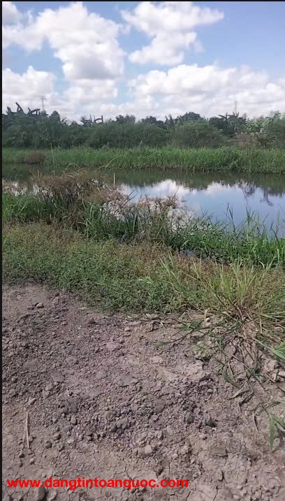 BÁN GẤP ĐẤT VƯỜN 6.900m² – PHỤNG HIỆP, CẦN THƠ – Ô TÔ 7 CHỖ TỚI ĐẤT