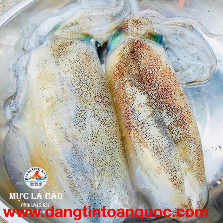 Cách Chọn Mực Lá Tươi Ngon Chuẩn Cho Người Tiêu Dùng