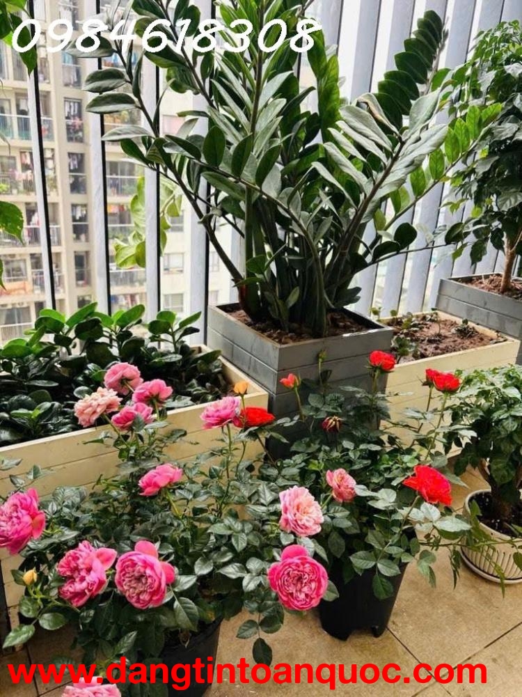 CHCC 3PN Chung cư Báo Nhân Dân – Lô góc – 95,6m² – 7.7 tỷ phố Trịnh Văn Bô