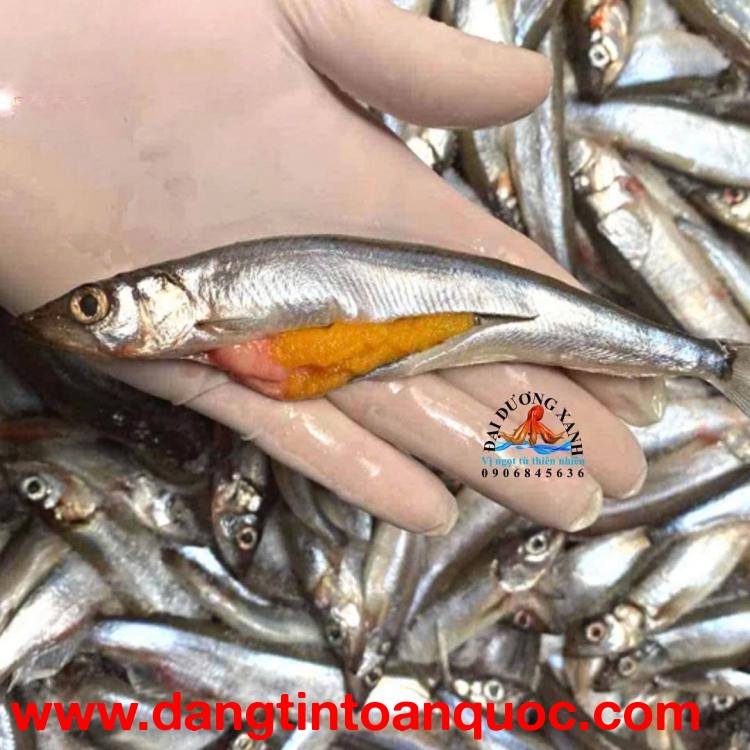 Cá Trứng Nauy Có Phù Hợp Cho Trẻ Em Và Người Lớn Tuổi?