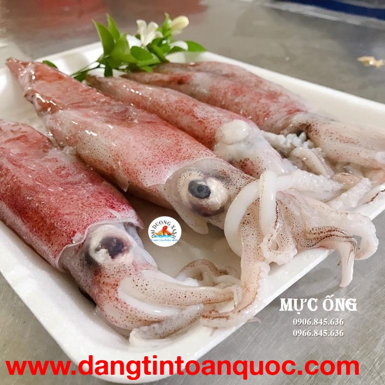 Cung Cấp Mực Ống Giá Tốt 