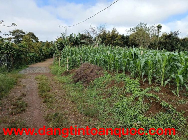 Bán 166,6m2 đất Tân Lạc Lâm Đồng, sẵn SHR, chỉ 450tr buông sổ. Lh:0983762203