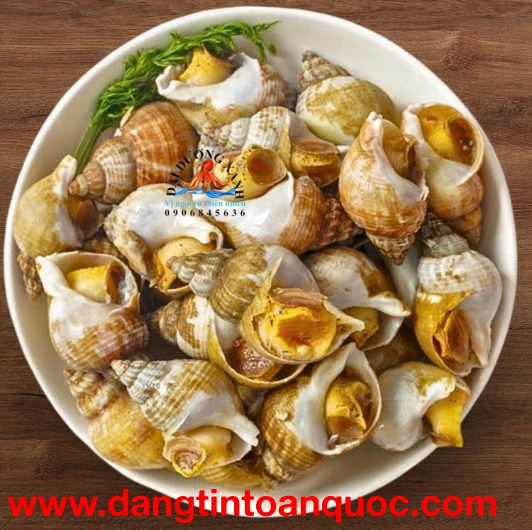 Ốc Bulot Pháp Là Gì? Mua Ốc Bulot Pháp Ở Đâu Đảm Bảo Chất Lượng?