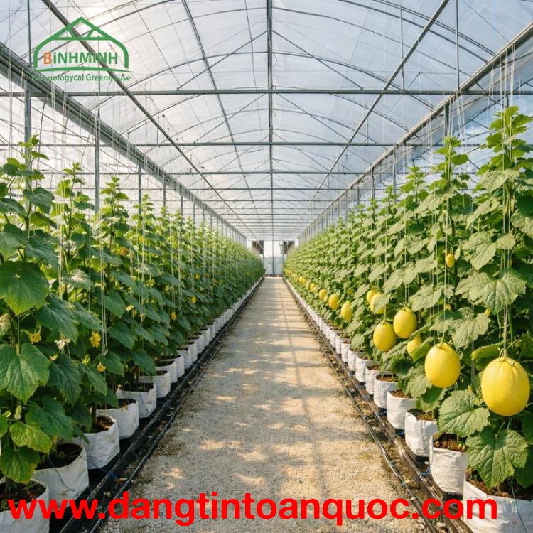 Bảo vệ mùa vụ hiệu quả cùng POLITIV Israel