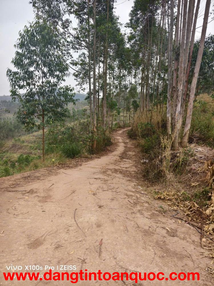 Bán lô đất 20ha Rừng Sản Xuất Thuộc Kiên Thành – Lục Ngạn – Bắc Giang.