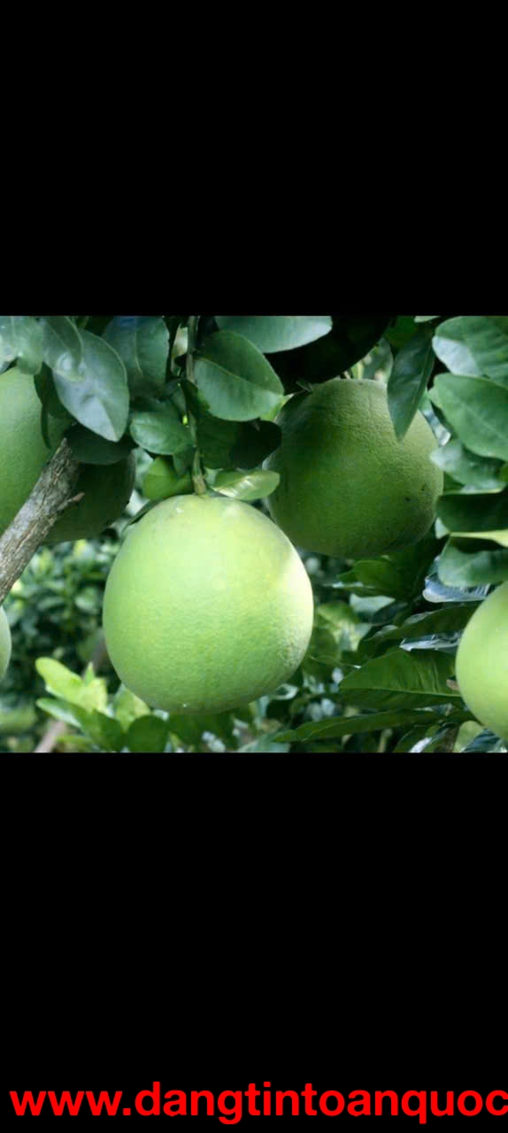 TIN GIẬT MÌNH CHIỀU NAY – ĐẤT Bàu Bàng XẢ HÀNG GIÁ SỐC!