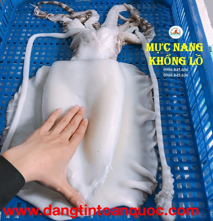 Mực Nang Làm Sạch Phù Hợp Với Những Món Ăn Nào?