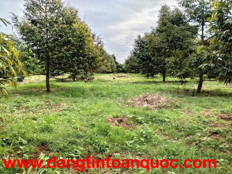 Cơ Hội Vàng Đầu Tư – Đất Mặt Tiền TP.HCM (BRVT cũ)