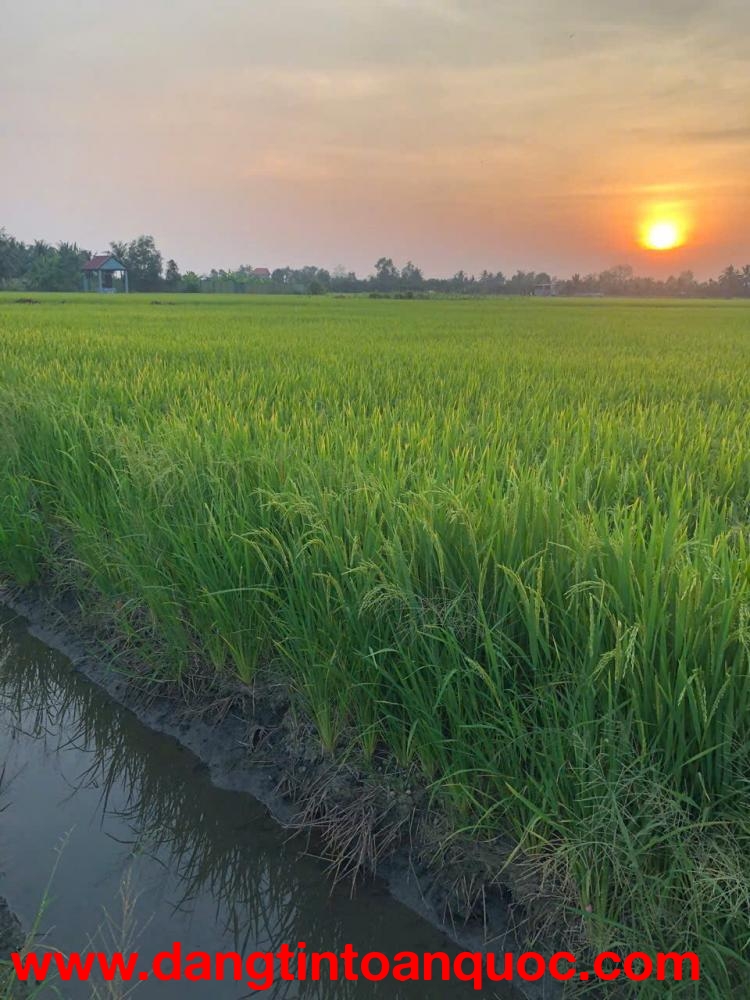 HOT HOT - CẦN BÁN LÔ ĐẤT TẠI Xã Tân Nhựt,  Bình Chánh, HCM (Xã Tân Nhựt, TP.HCM mới)