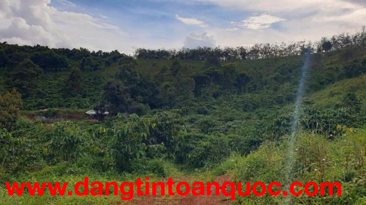 BÁN ĐẤT RẪY 4,04 HA – FULL CÀ PHÊ – BẮC GIA NGHĨA, LÂM ĐỒNG