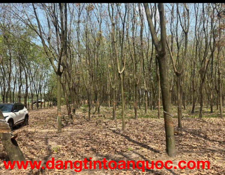 QUỸ ĐẤT LỚN 10.000m² – MẶT TIỀN DH604 – PHƯỜNG CHÁNH PHÚ HÒA, TP. HỒ CHÍ MINH