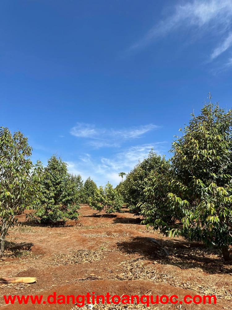 CẦN BÁN ĐẤT RẪY 2,9HA  – CÀ PHÊ, SẦU RIÊNG KINH DOANH ỔN ĐỊNH – ĐƯỜNG BÊ TÔNG TẬN NƠI - HUYỆN EA H’L