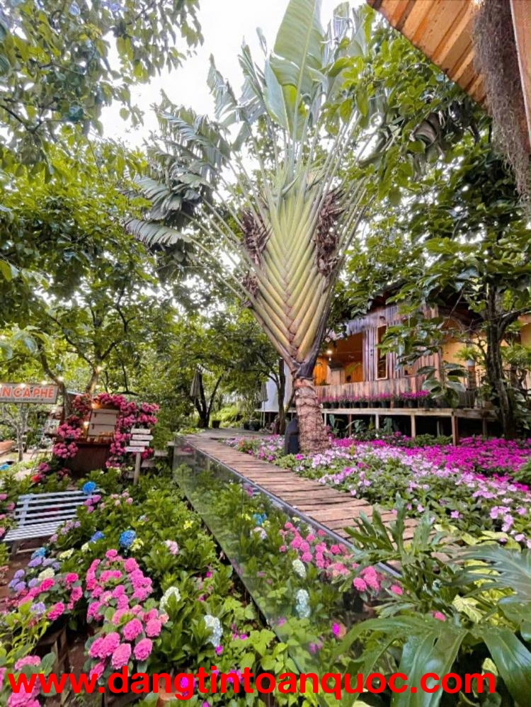 Cho thuê Villa sân vườn 700m2 đèo Prenn Đà Lạt giá thuê 26 triệu