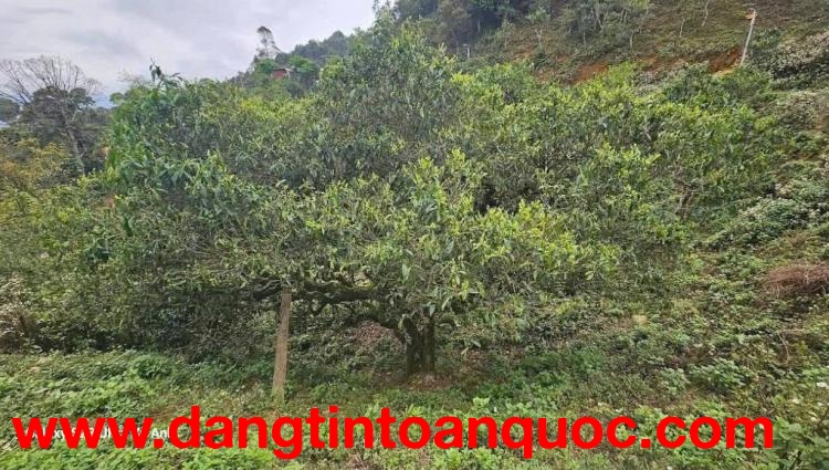 CHÍNH CHỦ CẦN BÁN LÔ ĐẤT TẠI KHU DU DỊCH XÃ TÀ XÙA - HUYỆN BẮC YÊN - TỈNH SƠN LA