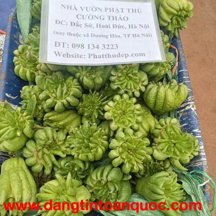 Nhà vườn cường thảo, cạnh cầu phùng đan phượng hà nội - 0981343223