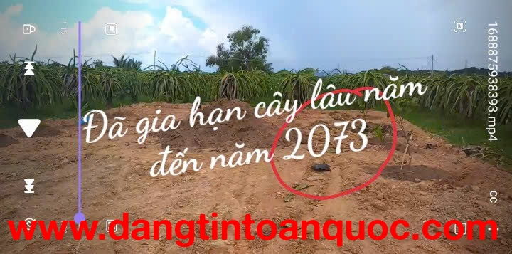 CHÍNH CHỦ BÁN ĐẤT VƯỜN – CÓ SẴN THANH LONG ĐANG THU HOẠCH