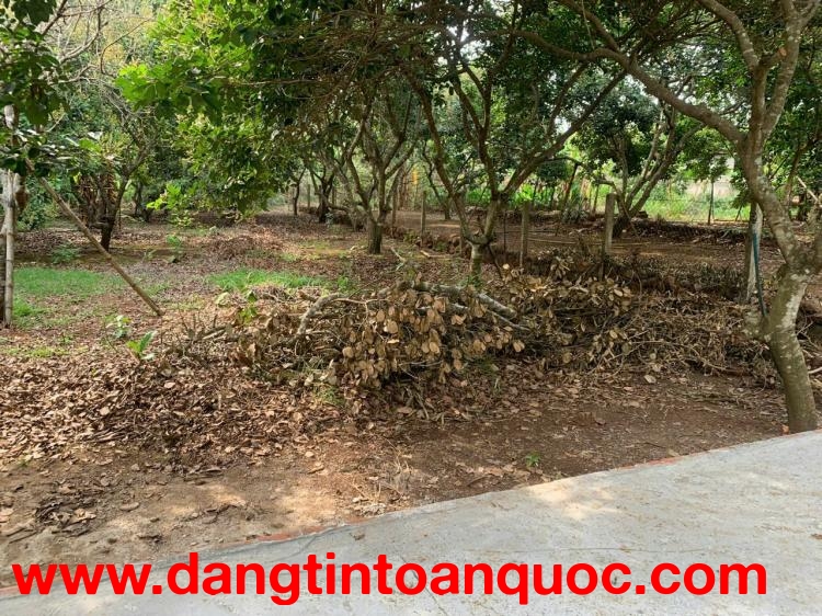 Chỉ 1.68 tỷ (bớt lộc) - Bán Vườn Chôm Chôm Xã Bàu Hàm 2 - Thống nhất - Đồng Nai