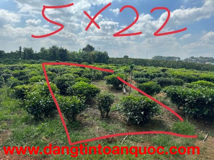 ĐẤT ĐẸP – GIÁ TỐT  – CHÍNH CHỦ CẦN BÁN GẤP tại Thị Trấn Lộc Thắng, Bảo Lâm, Lâm Đồng