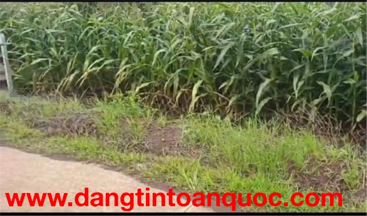 ĐẤT ĐẸP – GIÁ TỐT - Chính Chủ Bán Đất  Xã Lang Minh, Huyện Xuân Lộc, Đồng Nai