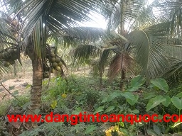 CHÍNH CHỦ CẦN BÁN LÔ ĐẤT CÓ VỊ TRÍ ĐẸP TẠI PHƯỜNG KHÁNH HẬU - TP. TÂN AN - LONG AN.