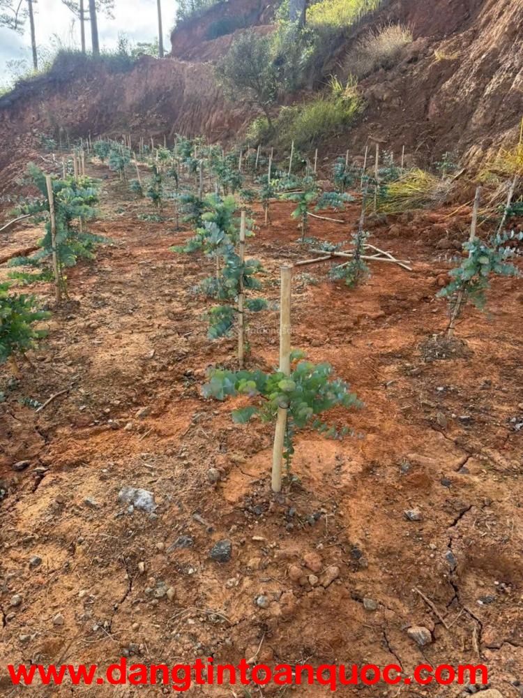 Bán đất tại xã Đạ Sar, Lạc Dương, Lâm Đồng, 400 triệu/1000m2 đẹp, nhiều tiện ích