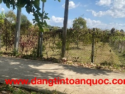 BÁN ĐẤT VƯỜN GẦN TRUNG TÂM – GIÁ CHỈ 1TY6